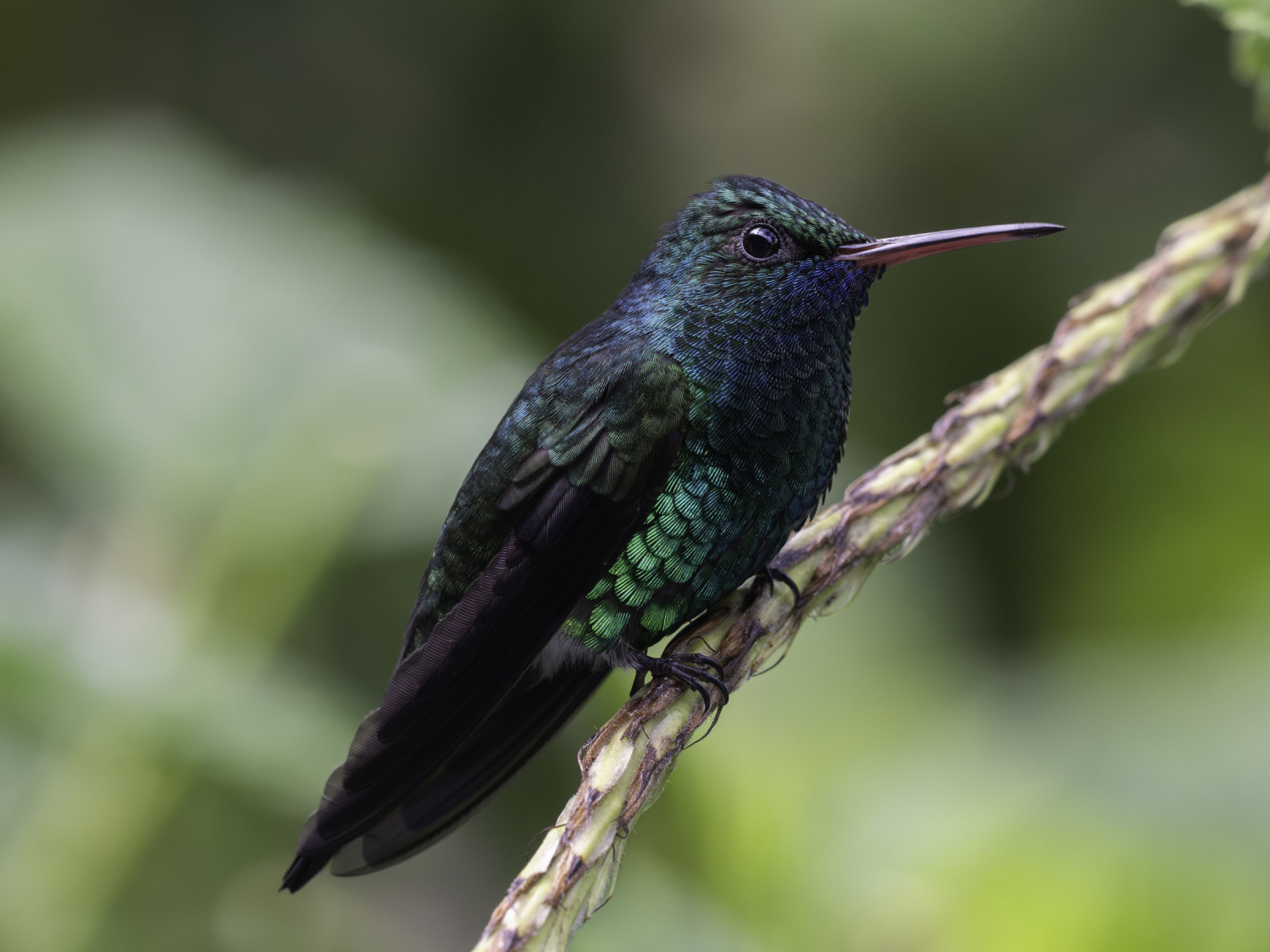 image Blue-chinned Sapphire